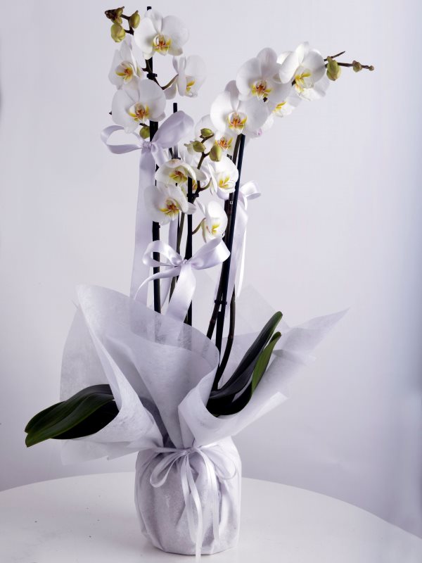 Samsun Atakum Dörtlü Beyaz Orkide