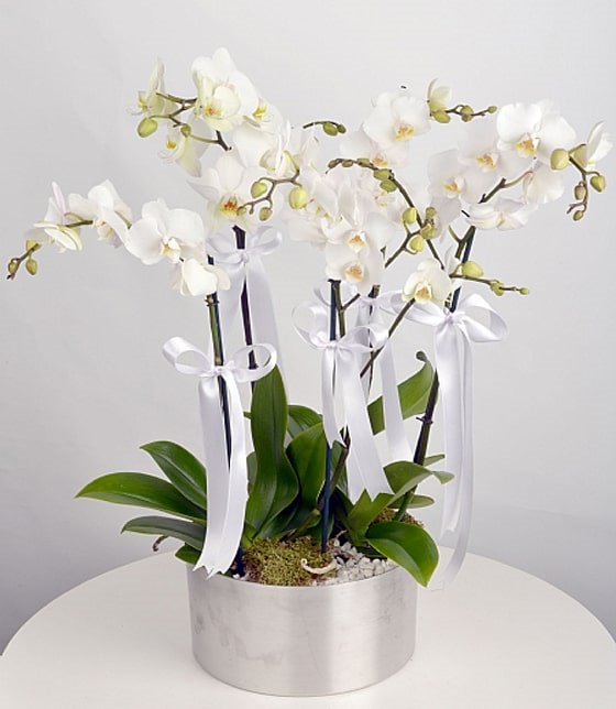 Beşli Beyaz Orkide