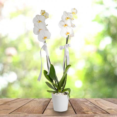 İkili Beyaz Orkide Samsun Atakum
