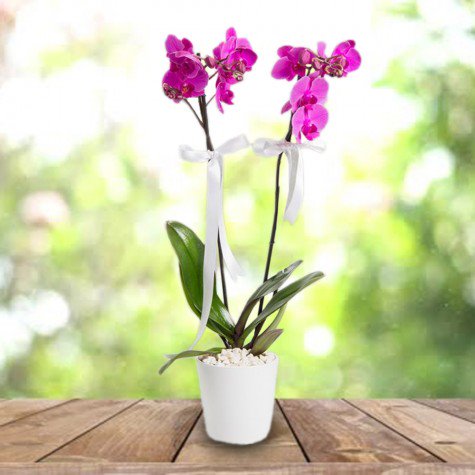 Samsun Atakum 2'limor orkide