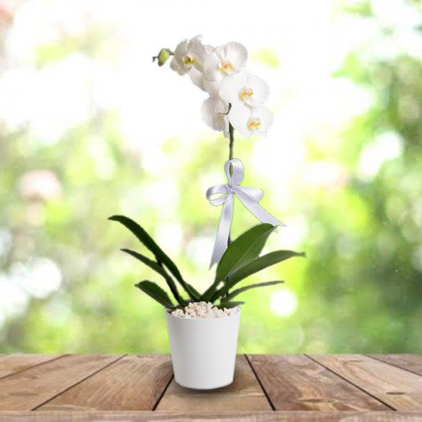 Samsun Atakum tekli beyaz orkide
