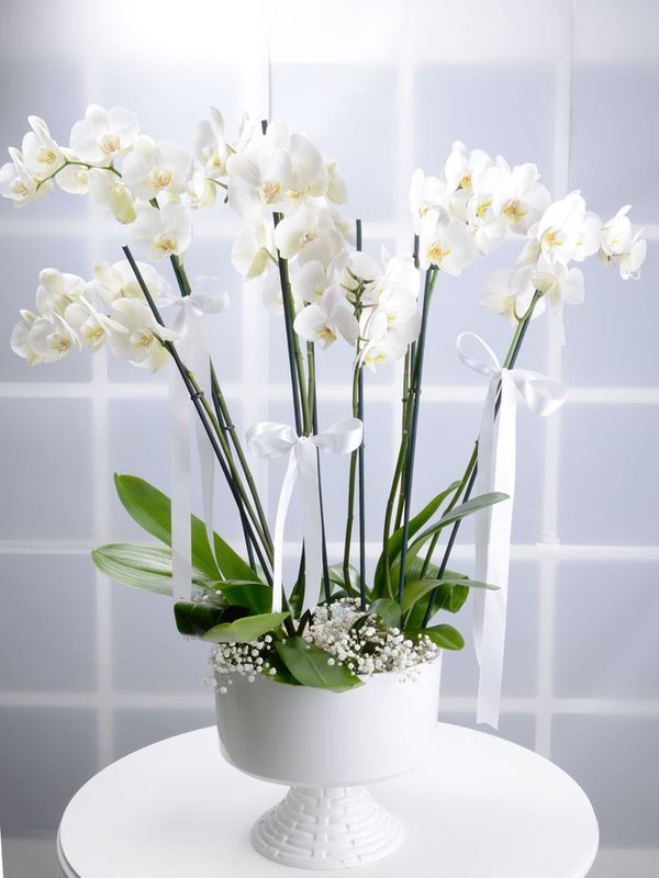 8 Ballı Beyaz Orkide
