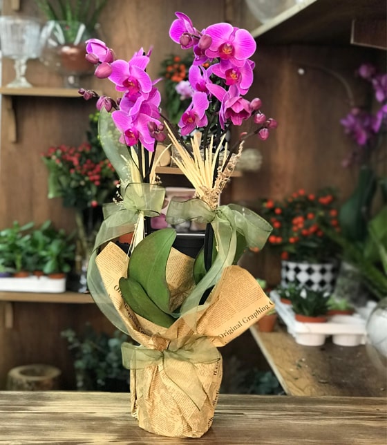 İkili mor orkide